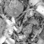 Wasted Food © Nick Saltmarsh