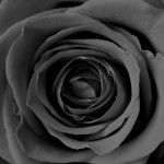 Rose1