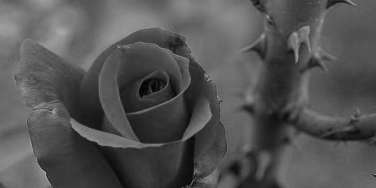 rose-and-thorns