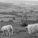 sheep sheep