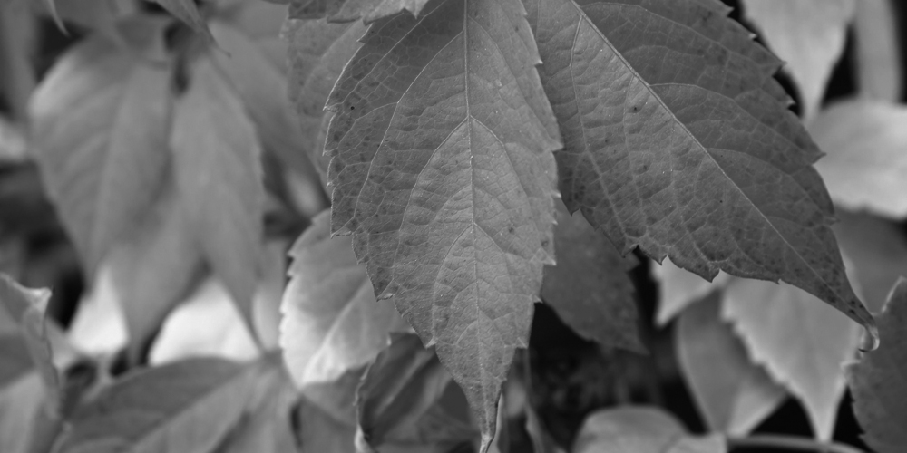 15800966615_7b2fda13b0_k-grey